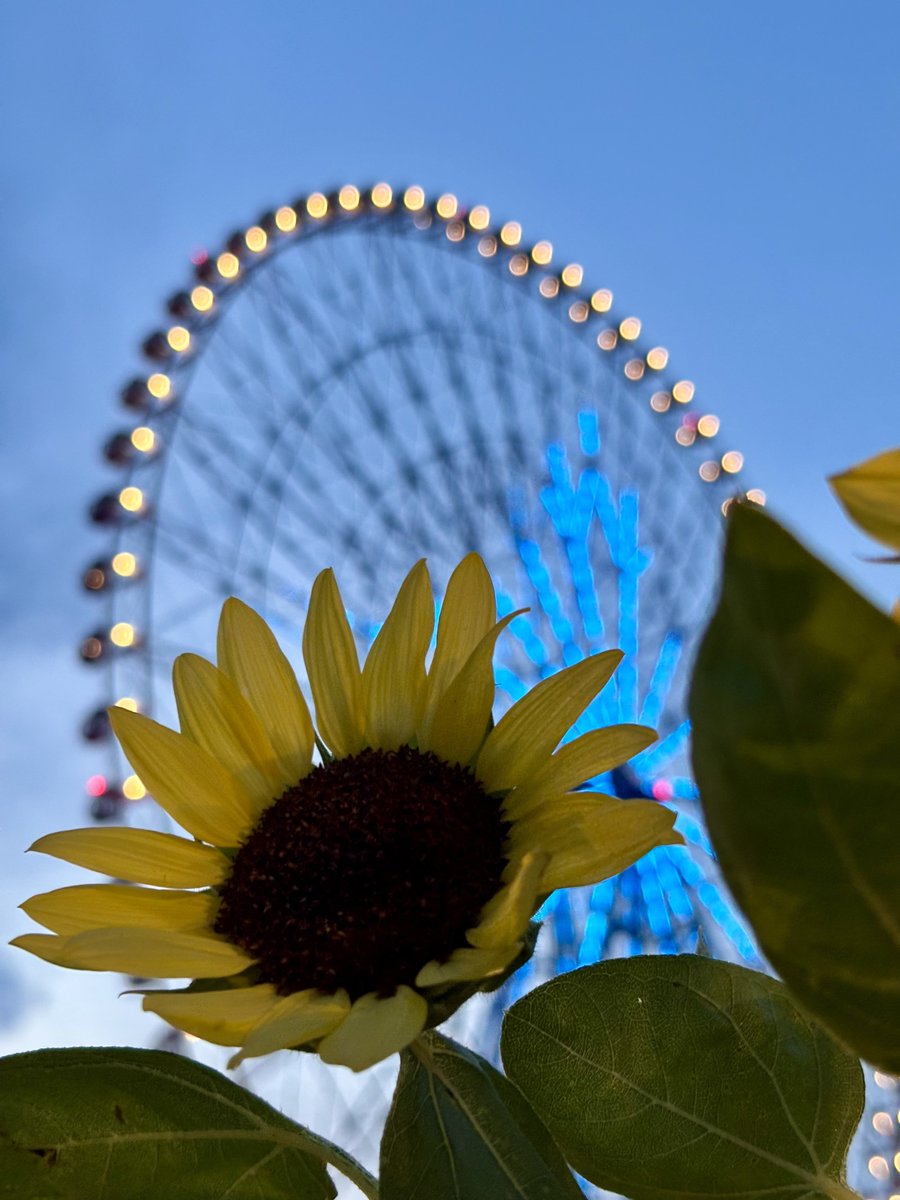 hihatsu_m's tweet photo. 🌻🎡 https://t.co/Yk0aMPdtRU