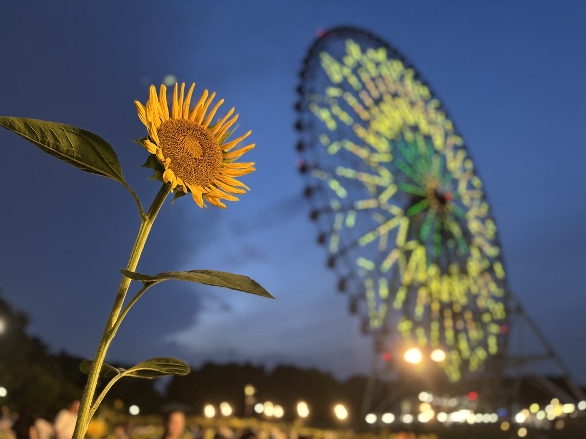hihatsu_m's tweet photo. 🌻🎡 https://t.co/Yk0aMPdtRU