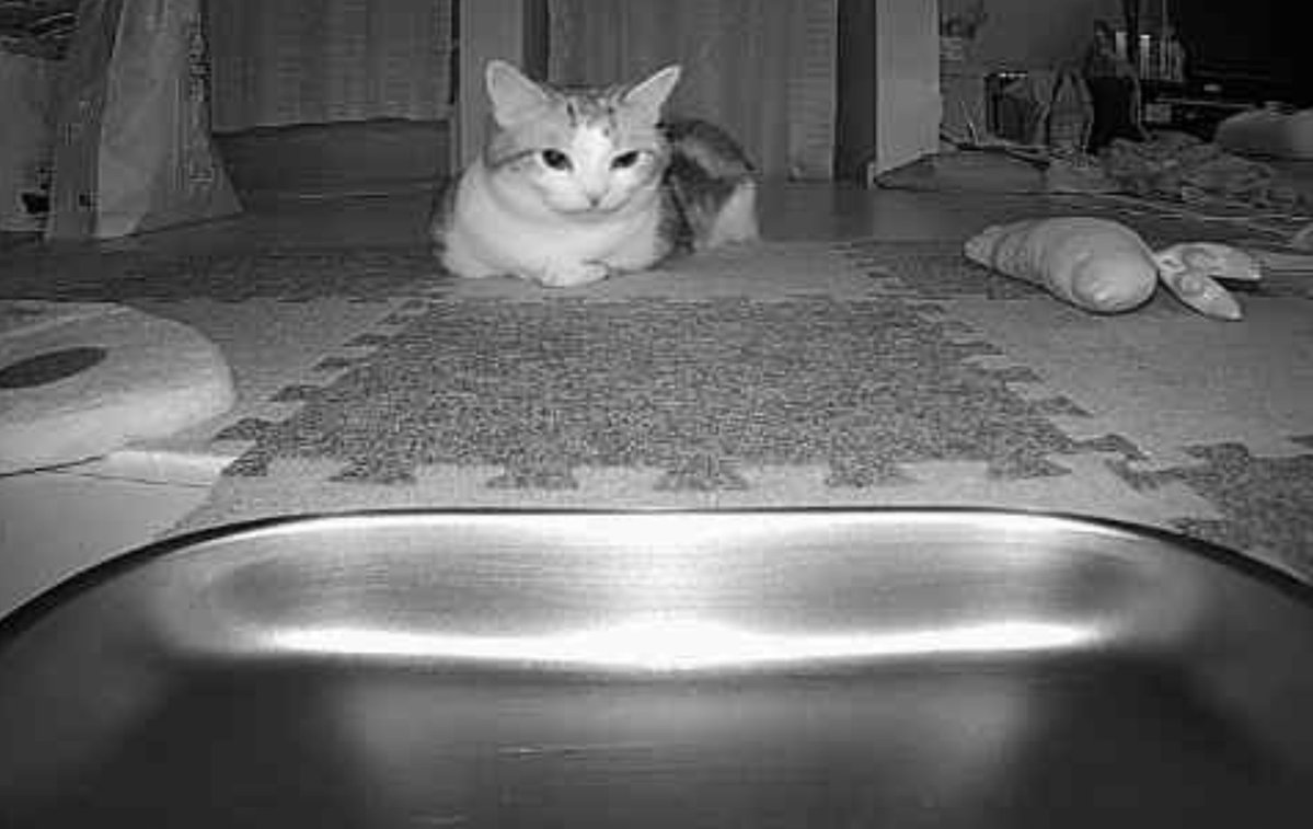 cat230319's tweet photo. ご飯出てくる20分前ｗ
待機早いですねｗ
#猫のいる生活 #猫のいる暮らし #猫のいる幸せ #マンチカン https://t.co/lvC0QnkSwA