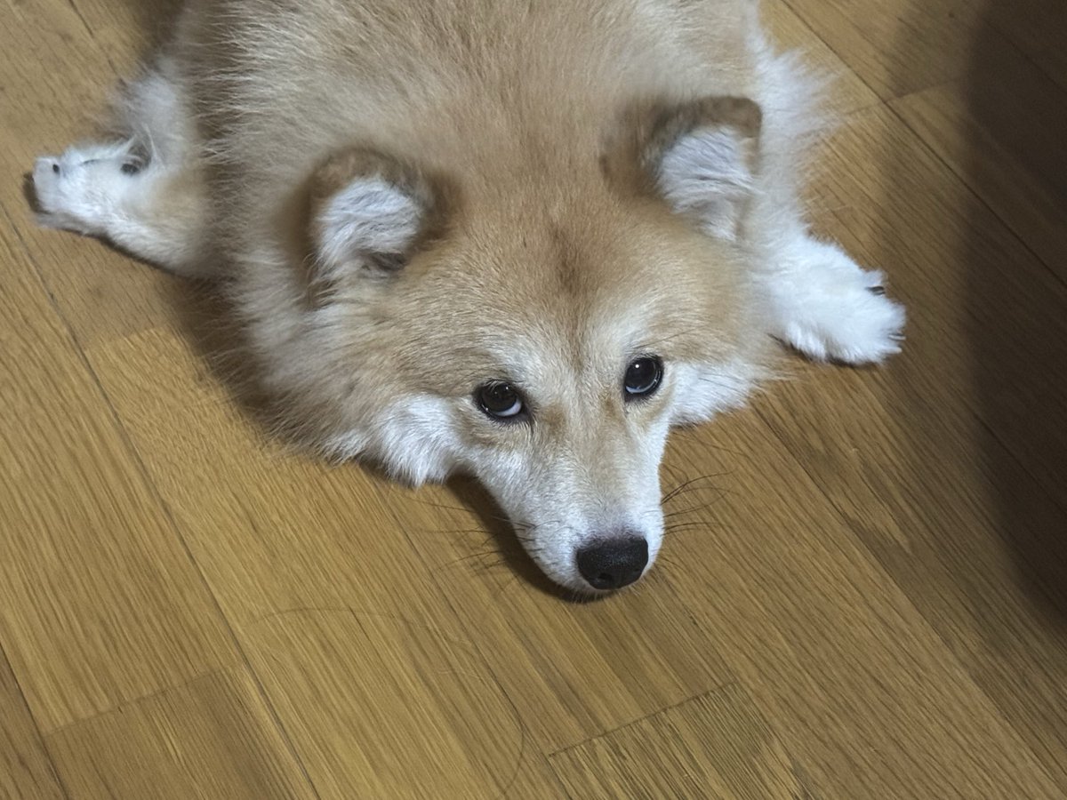 Aki_Lieutenant's tweet photo. 今日もかわいいねえ https://t.co/ACmEp3S1Np