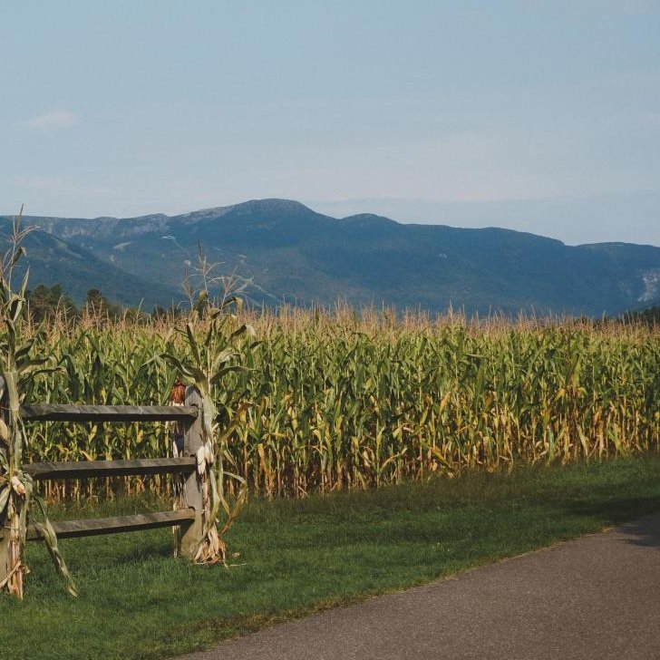 shagbark_hick's tweet photo. One major visual difference between VT and Northern NY is the cornfields.

In Vermont, cornfields often run adjacent to a mowed yard with no "buffer" of unmowed grass in between.

In New York, cornfields usually have a strip of unruly vegetation between them and mowed yards.

This makes for a markedly different "look." Where Vermont's is orderly and almost fastidiously well-kempt (like a Grant Wood painting), New York's look is just generally more haphazard and "feral-looking." Almost nobody in New York is carefully manicuring the space between cornfields and yards.

Now that I've noticed it, I can't un-see it. And it's a perfect visual expression of the general visual differences between the two states.