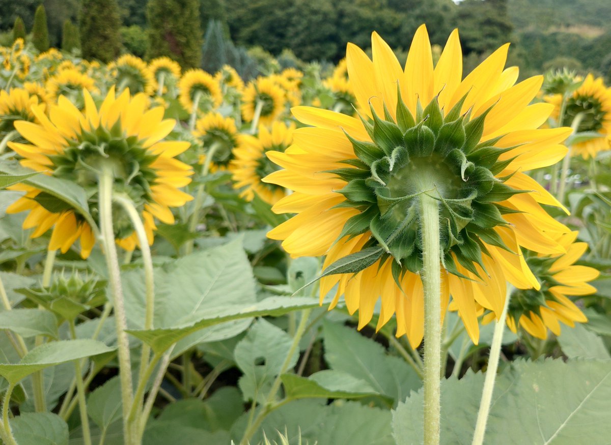 youknow_doll's tweet photo. 向日葵を見に行きました🌻
まずは背面をお楽しみください🫱 https://t.co/C1c6fpVEJZ