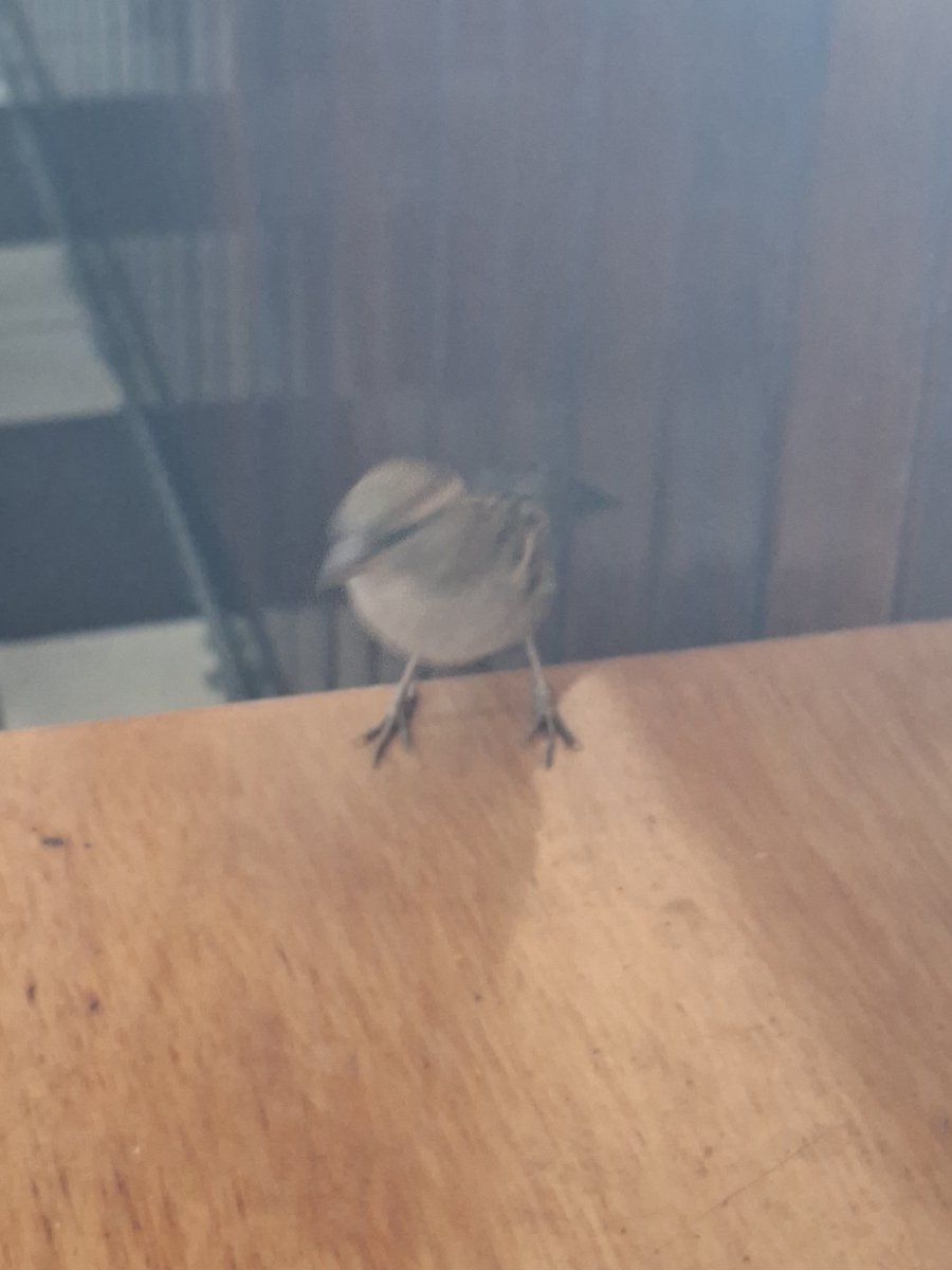 Janilton367's tweet photo. Look who kept me company at work the day before yesterday, at breakfast. https://t.co/UMXzvalw9Y