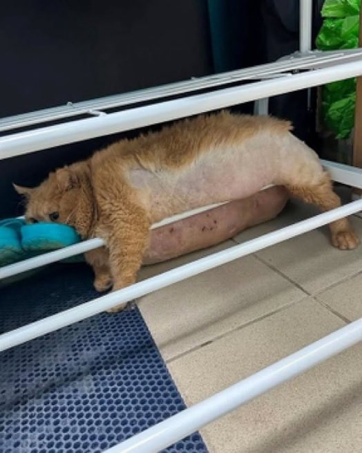 Indie5051's tweet photo. Un gato de 17 kg intentó escapar de una clínica de adelgazamiento para mascotas, pero terminó atorado. https://t.co/YBfbrrXxjo