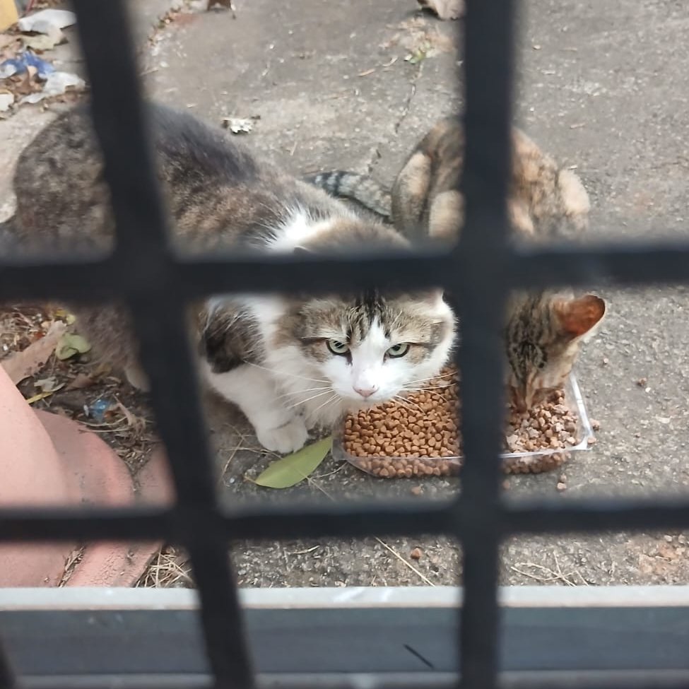 carpenteeilish's tweet photo. irmãos, POR FAVOR quem tiver condição, peço AJUDA pra comprar a RAÇÃO dos Gatos e Cachorros q minha mãe Alimenta na Rua há 20 anos

no momento tô desempregada e só com o salário do meu pai fica difícil, Obrigada desde já.  

PIX: (11)95790-1484
PIX: francisco.dgivaldo@hotmail.com https://t.co/tbofiiw0UC