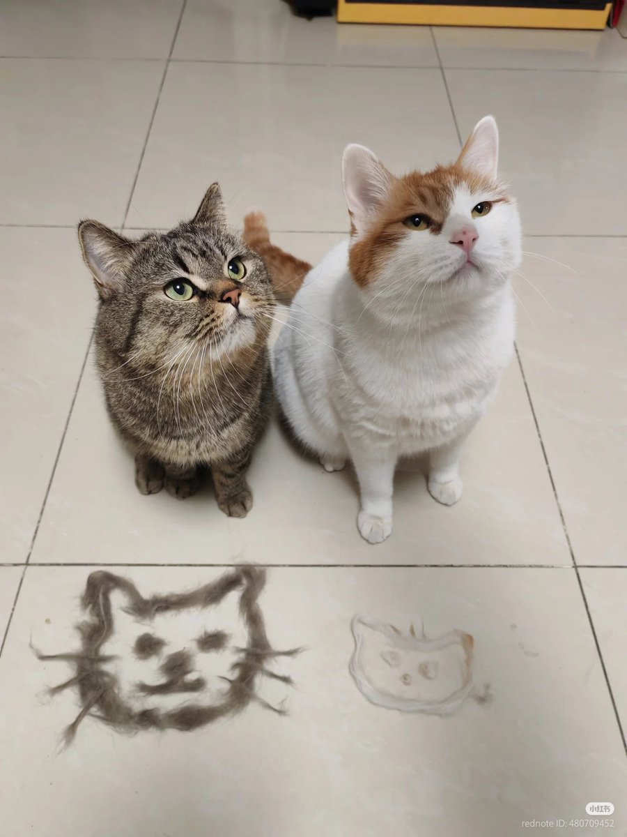 nocontextscats's tweet photo. 🥰🥰🥰 https://t.co/k2NAjg8XAj
