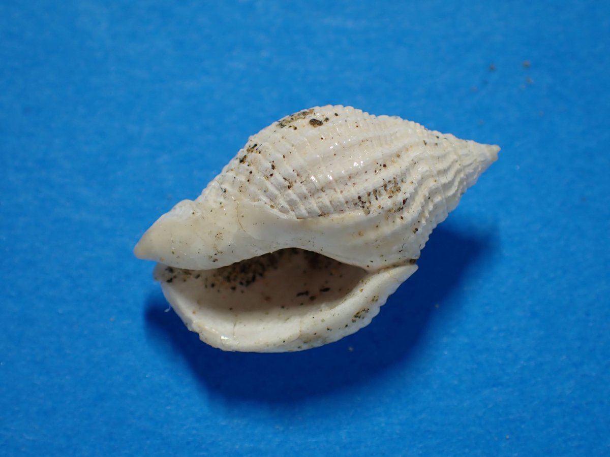 Crinoid18's tweet photo. ムギヨフバイ？

掛川層群産
年代: 約250 万年前
殻長:22 mm、殻径: 13 mm

先駆者様によると、縦肋の強さには幅があるそうですが…
ネットに上がっている現生標本は縦肋が弱く、同じ種には思えません😵‍💫 https://t.co/JYdAdrk0m6