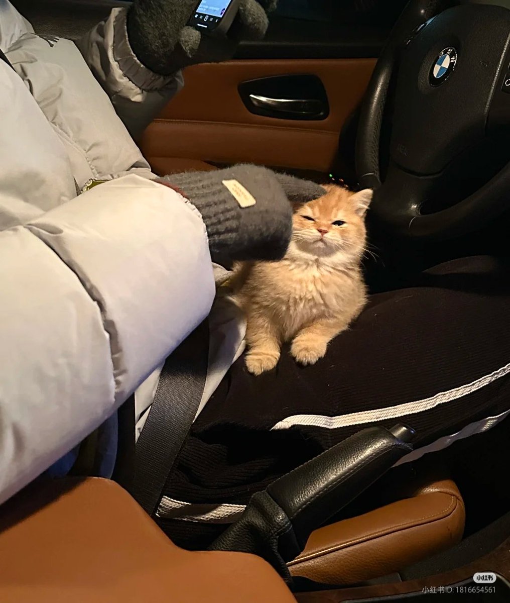 nocontextscats's tweet photo. silly baby https://t.co/pCQV9pZIFX