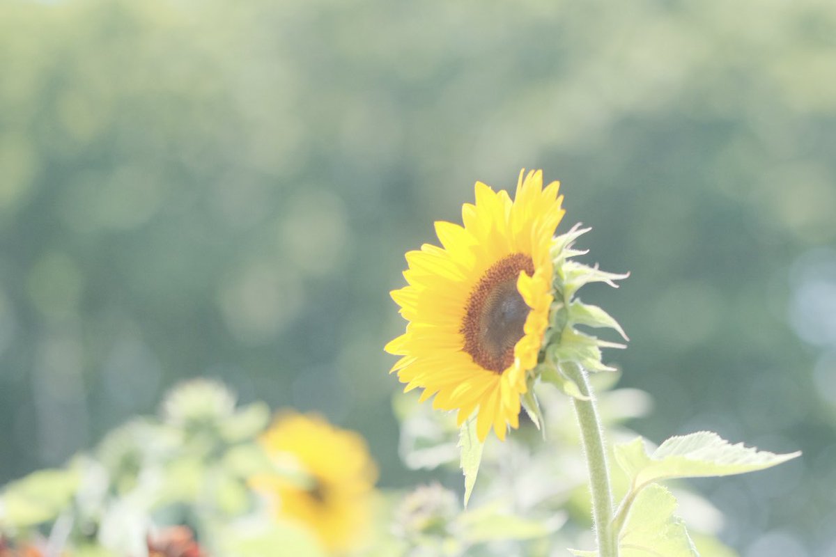 sana_422's tweet photo. 今週はひまわりを見てきました🌻
ちょうど満開で、すごく綺麗でした https://t.co/aKsFIu57mW