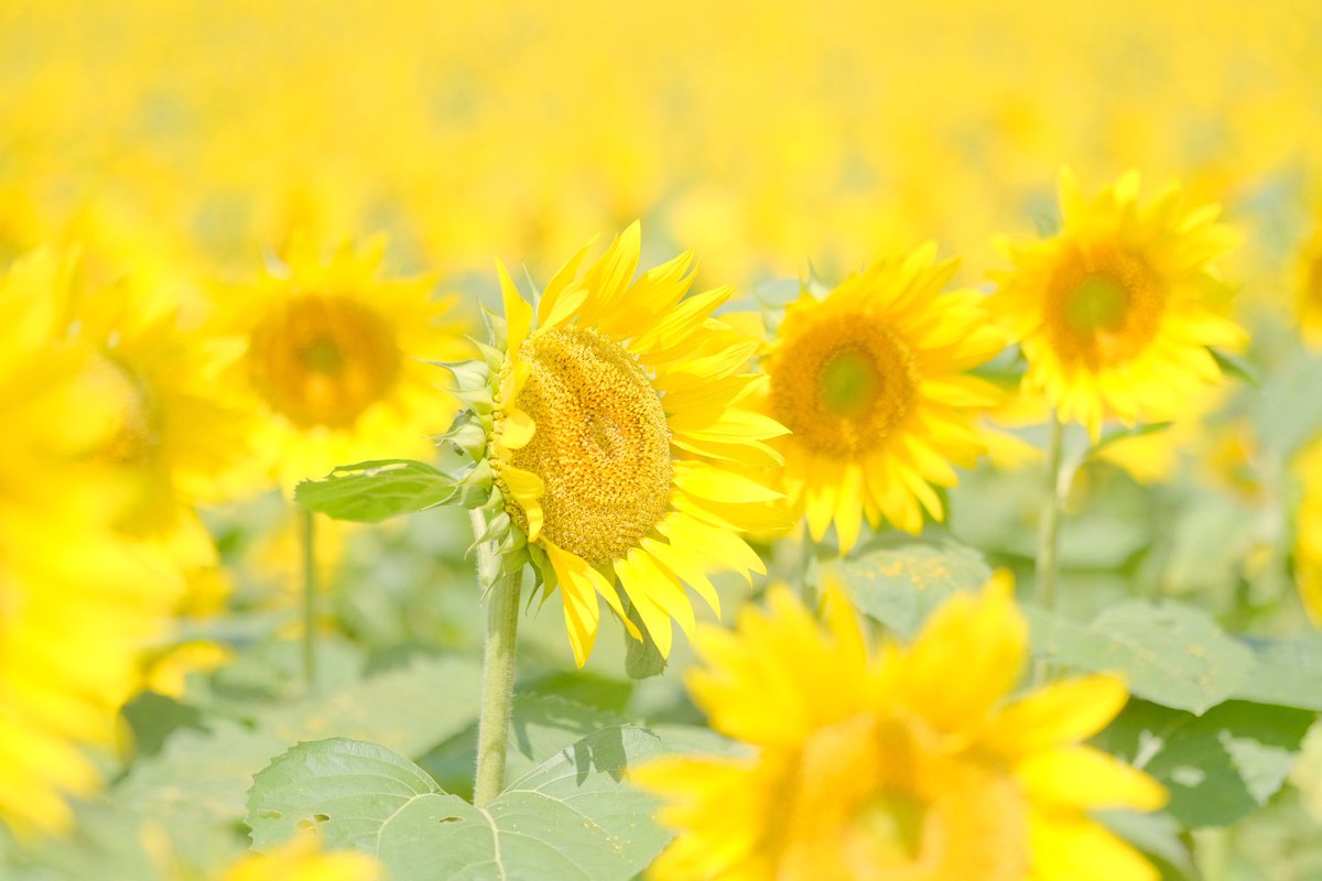 sana_422's tweet photo. 今週はひまわりを見てきました🌻
ちょうど満開で、すごく綺麗でした https://t.co/aKsFIu57mW