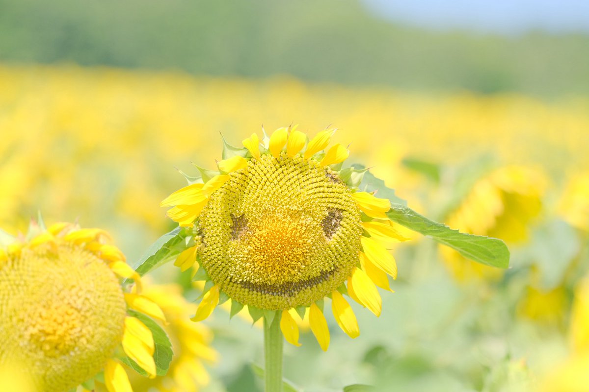 sana_422's tweet photo. 今週はひまわりを見てきました🌻
ちょうど満開で、すごく綺麗でした https://t.co/aKsFIu57mW