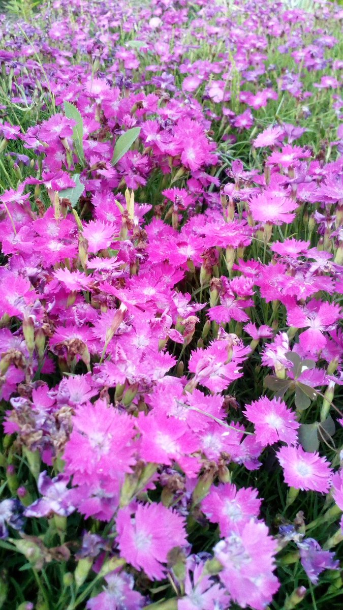 LuckyEcchan's tweet photo. ご無沙汰してしまいました
いろんなことが次々

あっという間に、立秋が過ぎお盆
今週は休みなのに、
いろいろ振り回されそうです🙁 https://t.co/5SLuzmMTmm