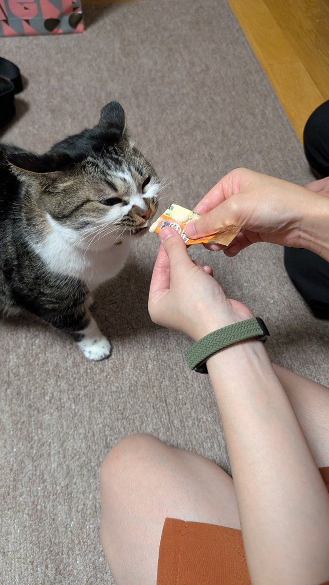 mikenekozaky's tweet photo. ちゅーる(的なもの)食べる時のお顔が下手くそすぎて可愛かった https://t.co/EbiHlTsVMB