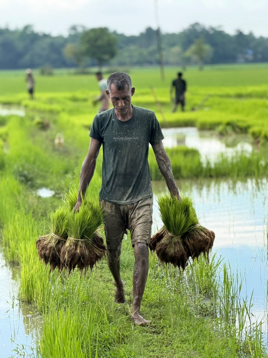 DhirajGowala's tweet photo. শেহতীয়া বানত ক্ষতিগ্ৰস্ত হোৱা তিতাবৰ বিধানসভা সমষ্টিৰ কৃষকসকলে যাতে পুনৰ কৃষিকাৰ্য আৰম্ভ কৰিব পাৰে, সেই লক্ষ্যৰে আজি চেৰেলী কলাপানী বীজ ফাৰ্মত বৰহোলা মণ্ডল বিজেপিৰ সহযোগত আয়োজিত কৰা কঠীয়া উঠোৱা আৰু বিতৰণ কাৰ্যসূচীত উপস্থিত থাকোঁ। https://t.co/w0ydfANE2W