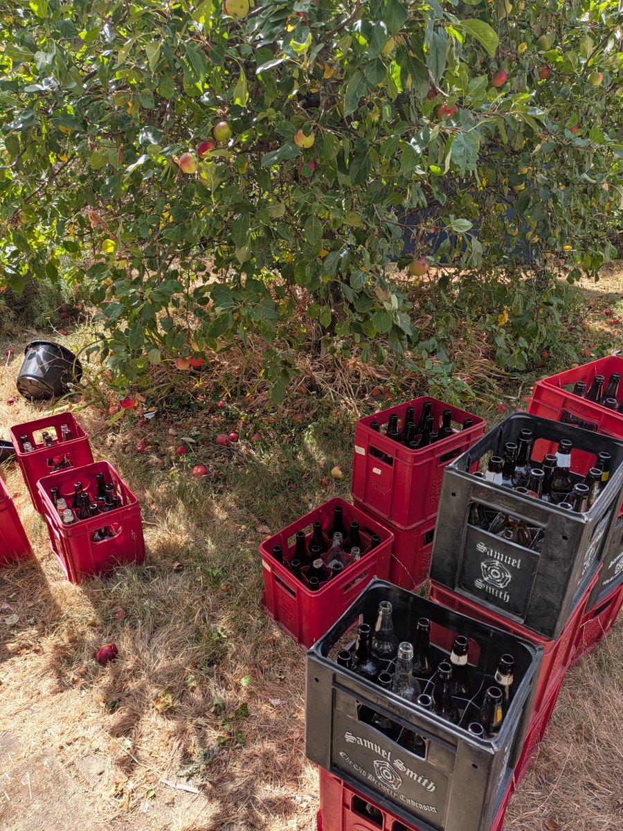 WanderingSadu's tweet photo. Bottle sizing done. I've got two choices. Have an easy day and bottle 60 pints from the 2 smaller vessels or do the big one (200pts) and get it done so no further risk it will go off. #cidermaking https://t.co/QteFe4UG5d