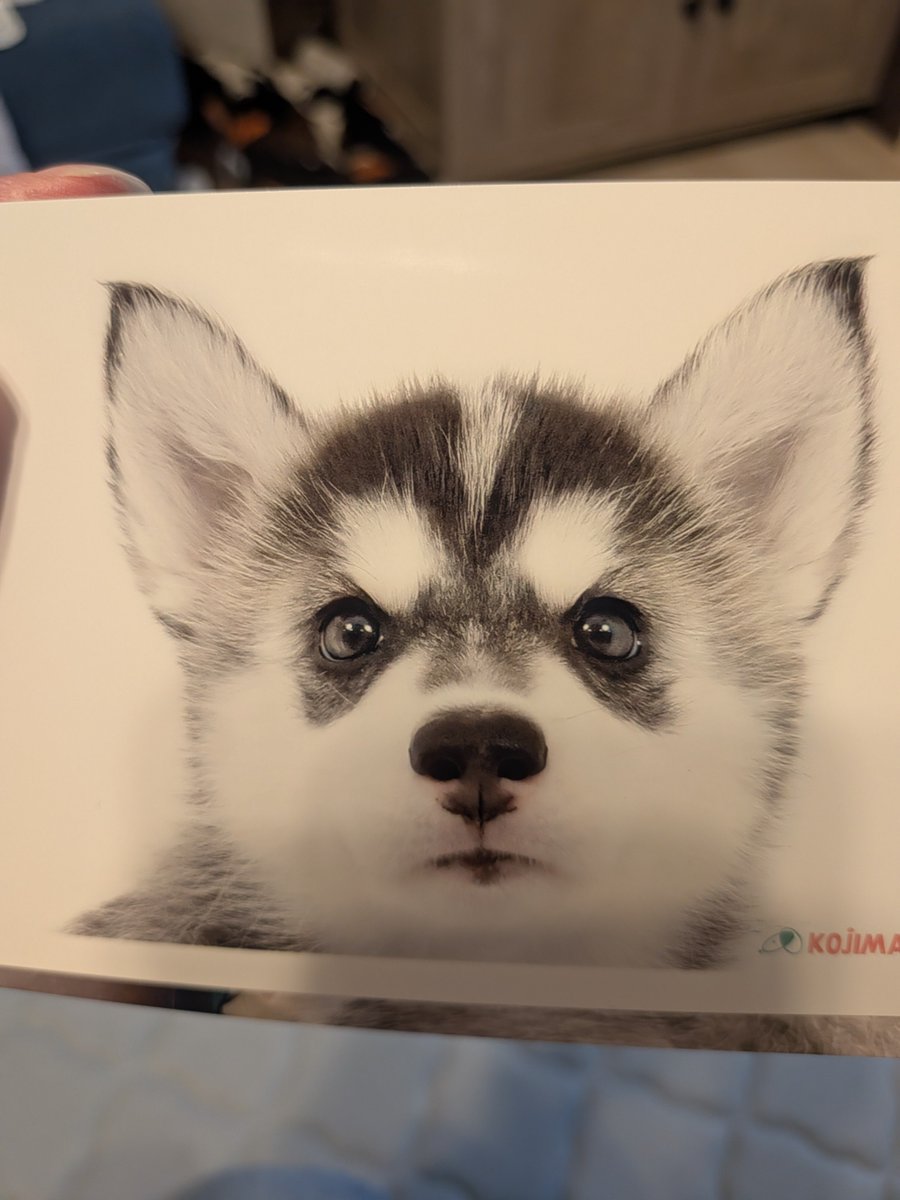 rikku_huskyinu's tweet photo. 子犬の頃から比べると随分優しい顔になりました💫 https://t.co/javR70lnvF