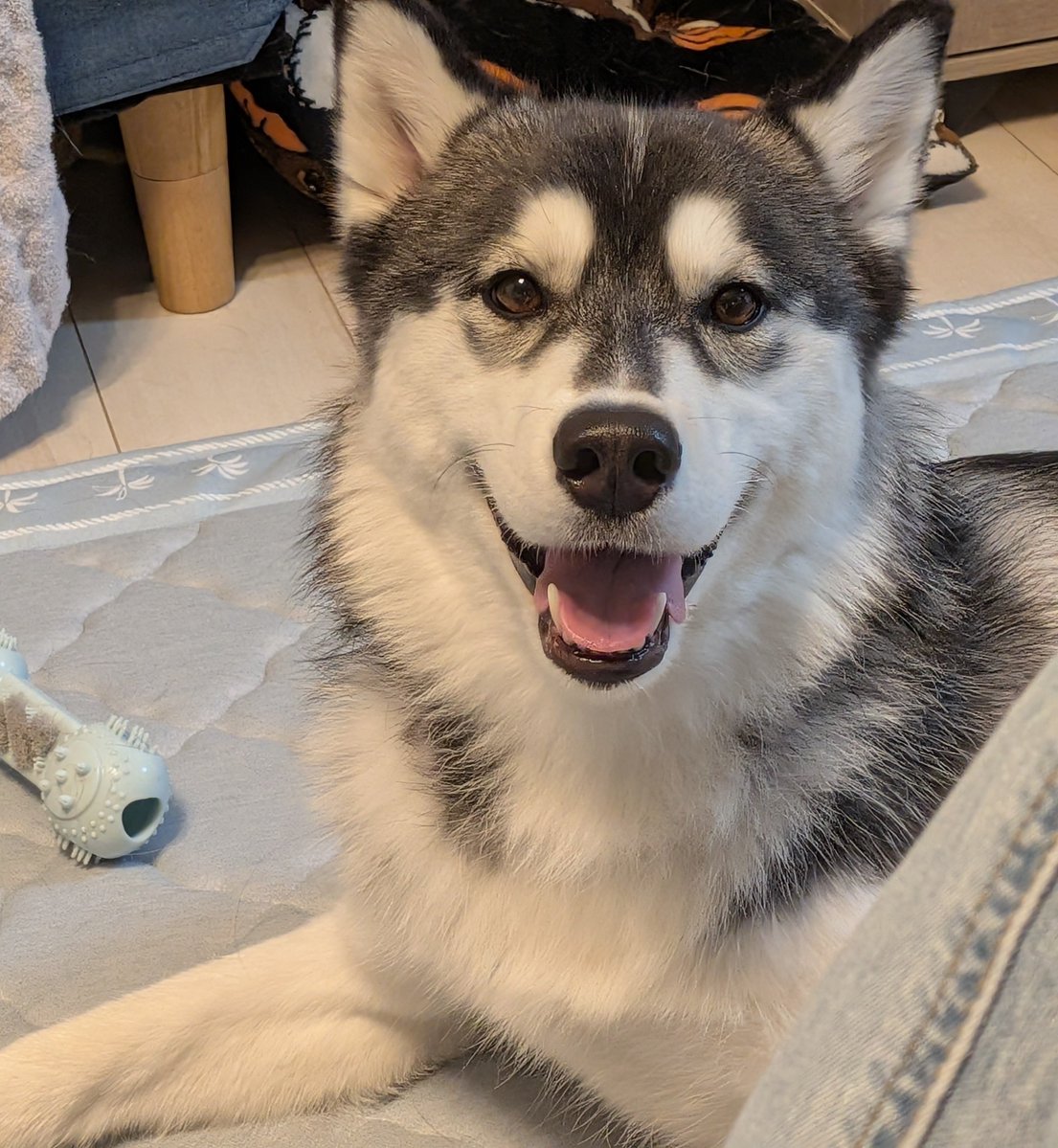 rikku_huskyinu's tweet photo. 子犬の頃から比べると随分優しい顔になりました💫 https://t.co/javR70lnvF
