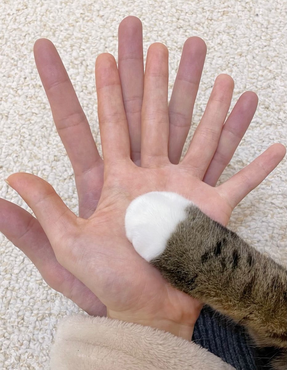 catsdotjpg's tweet photo. https://t.co/neIOWkcXLf