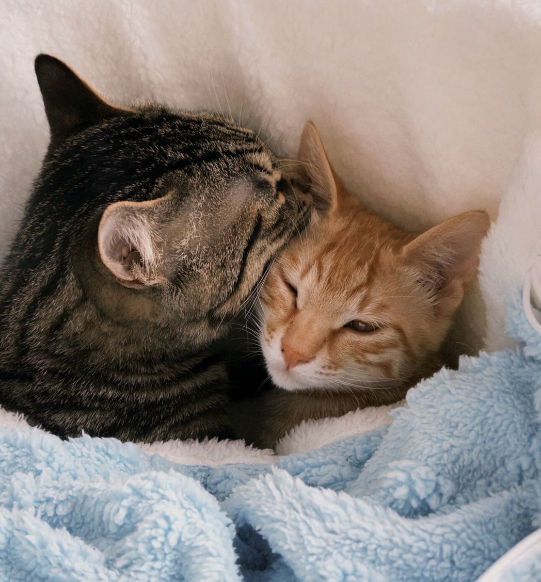 catsdotjpg's tweet photo. https://t.co/SooqW6b8Wc