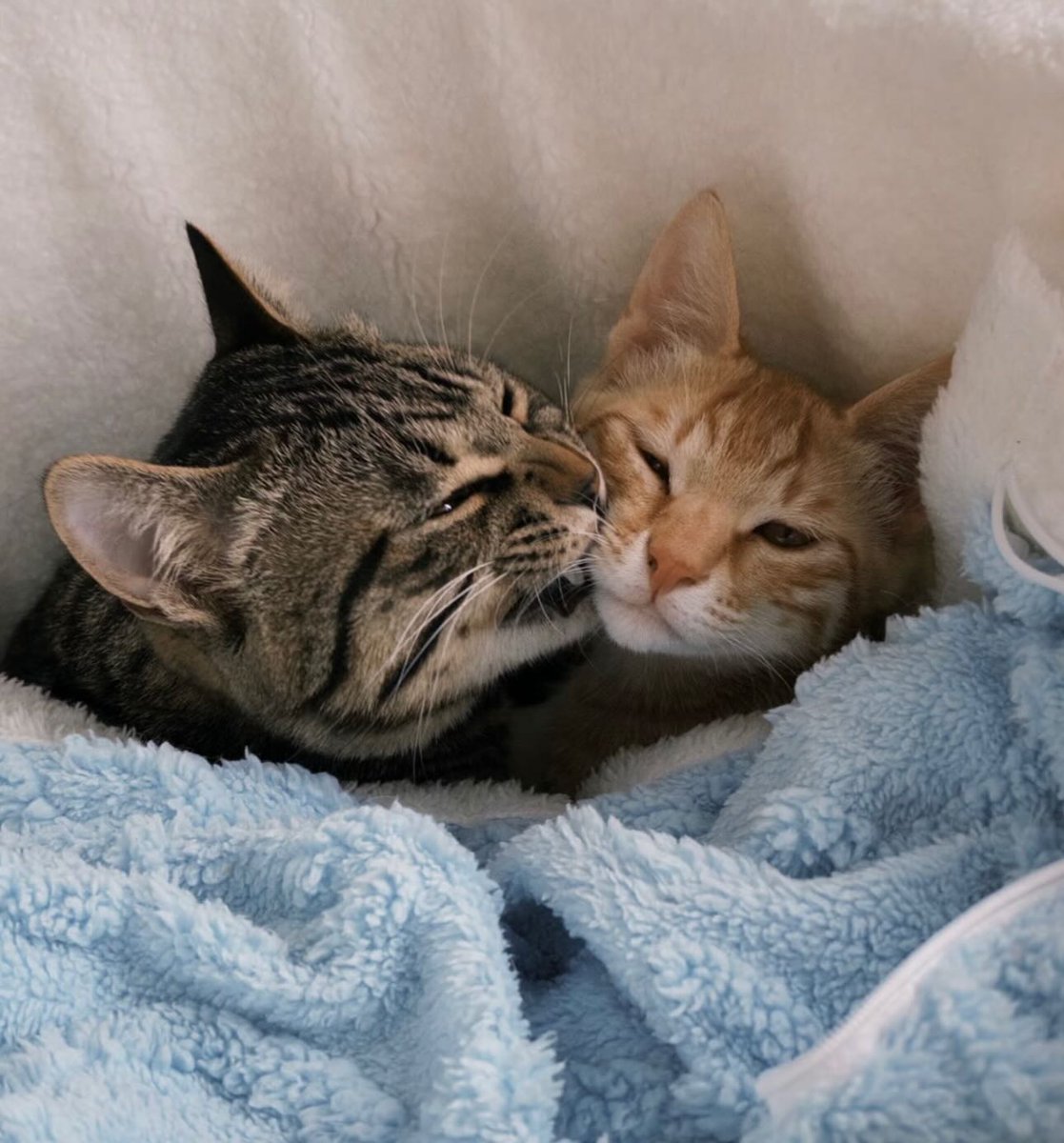 catsdotjpg's tweet photo. https://t.co/SooqW6b8Wc