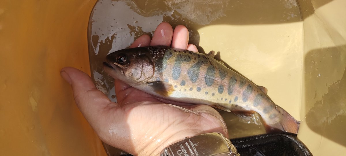 zakuchachamaru's tweet photo. 本日は富士吉田　都留
富士山見ながら釣り
普段小物雑魚釣りだけど
引きのパワー感が違いますね

釣果はニジマス、ヤマメ、安定のアブラハヤ
３目達成
#渓流釣り
#川釣り
#小物釣り
#雑魚釣り https://t.co/NWU9nxWKDZ