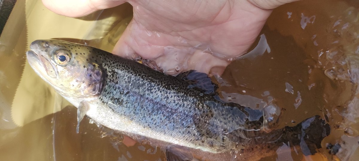 zakuchachamaru's tweet photo. 本日は富士吉田　都留
富士山見ながら釣り
普段小物雑魚釣りだけど
引きのパワー感が違いますね

釣果はニジマス、ヤマメ、安定のアブラハヤ
３目達成
#渓流釣り
#川釣り
#小物釣り
#雑魚釣り https://t.co/NWU9nxWKDZ