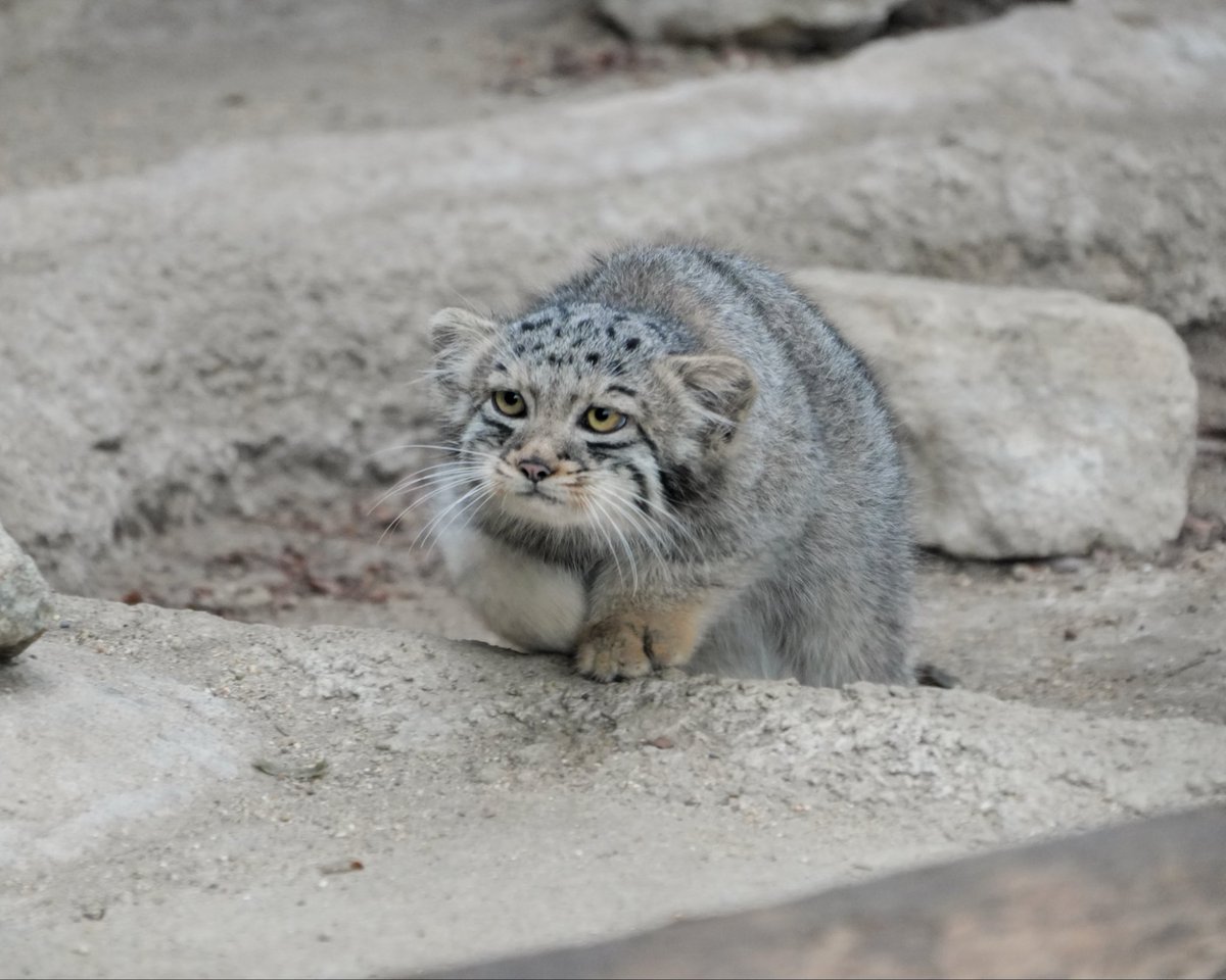 wuyuj2's tweet photo. ⚠️ Haku approaching…
ハクくん接近中！
#pallascat
#マヌルネコ
📷 2026/8 https://t.co/azLKdqj3r2