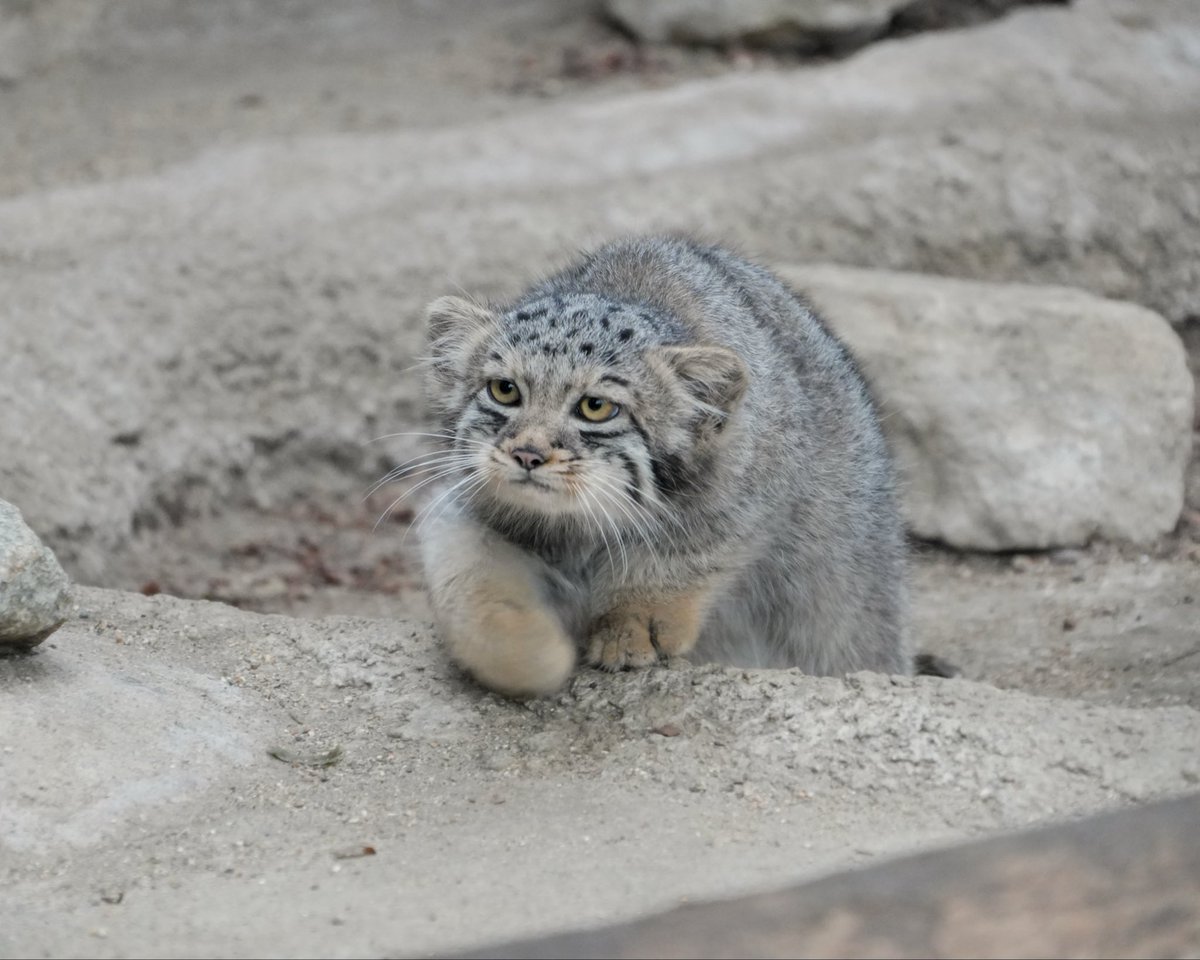 wuyuj2's tweet photo. ⚠️ Haku approaching…
ハクくん接近中！
#pallascat
#マヌルネコ
📷 2026/8 https://t.co/azLKdqj3r2