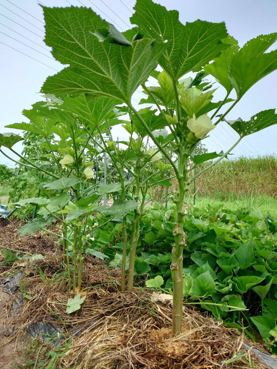 tomomixy888's tweet photo. 今日の #ツルムラサキ🌱
#オクラ、#アスパラ、#落花生🥜

落花生の花が終わると
土に潜る様子が何とも神秘的✨

#家庭菜園
#無農薬野菜 https://t.co/1ddO6cZgzF