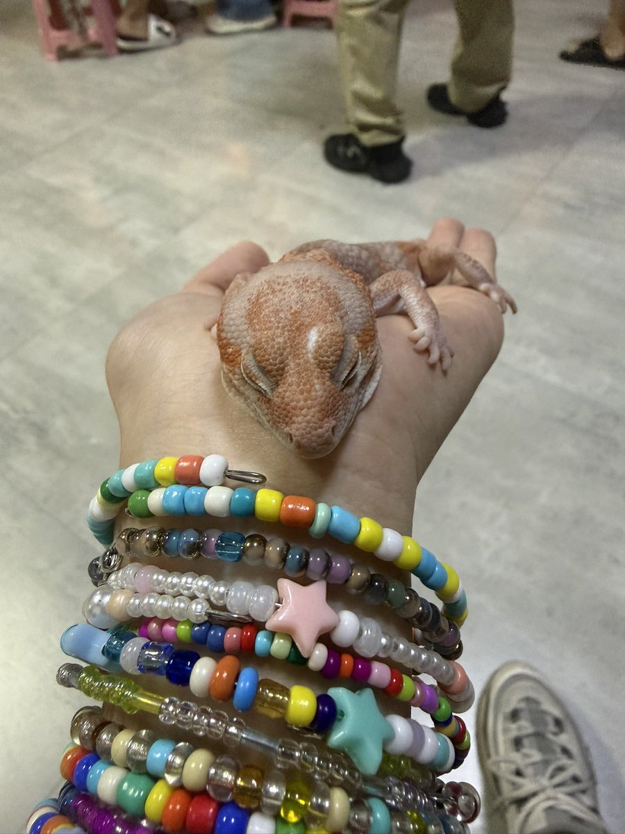 Tititoushiii3's tweet photo. 🦎🐍 https://t.co/o9Wcfx6syQ