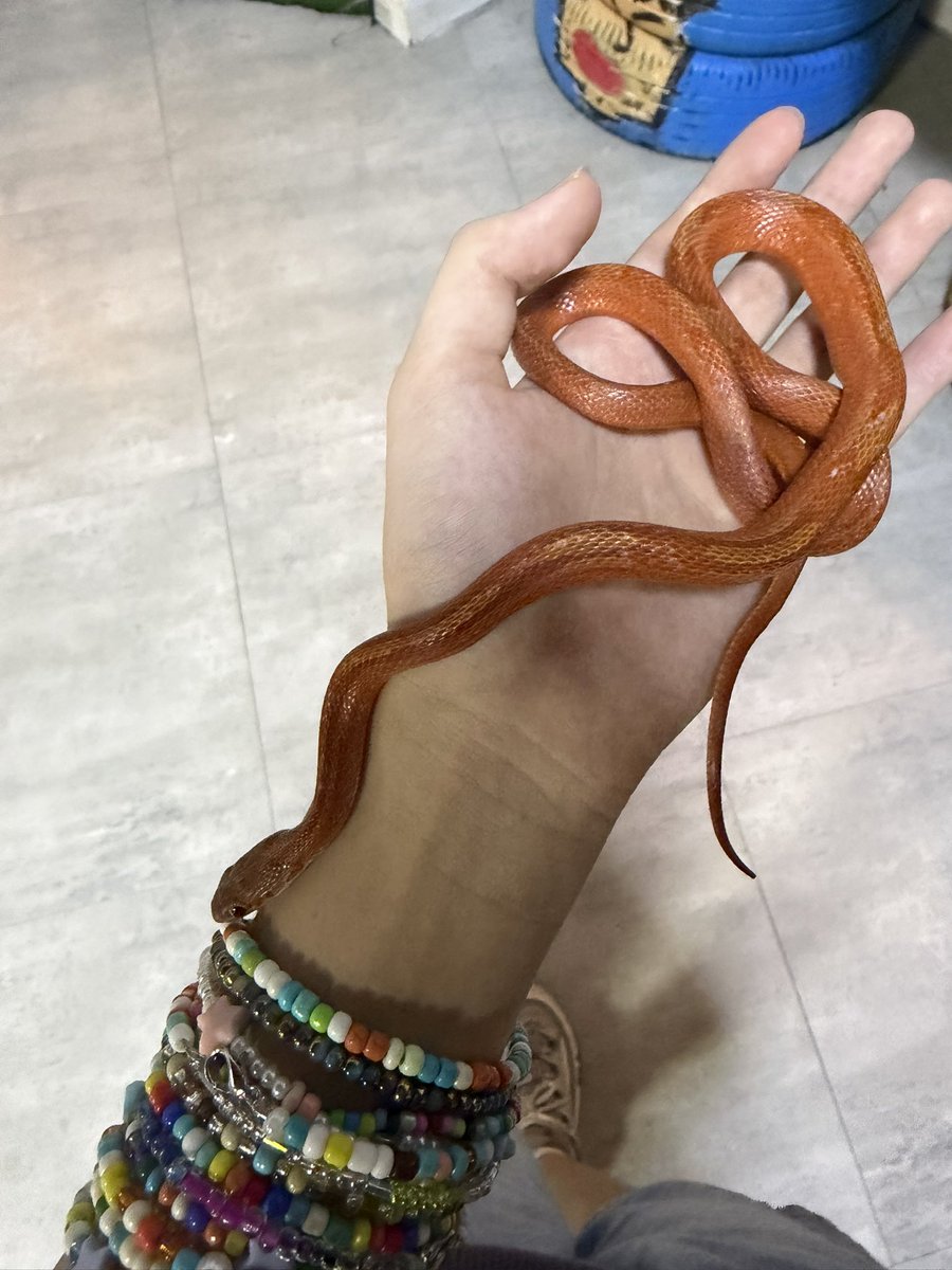 Tititoushiii3's tweet photo. 🦎🐍 https://t.co/o9Wcfx6syQ