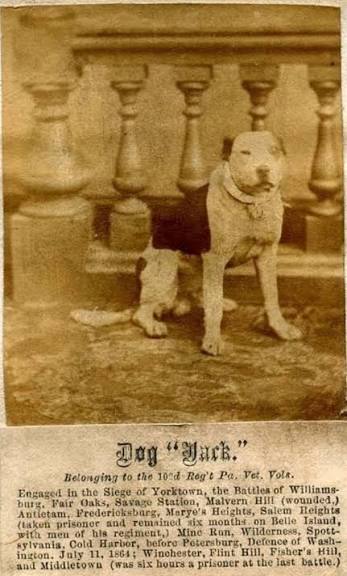 pitbullsad's tweet photo. Did you know pit bulls were used during the civil war?

Sallie was a mascot for the Union's 11th Pennsylvania Volunteer Infantry. She was given to a lieutenant when she was 4 weeks old while they were training in West Chester, PA. She participated in morning roll calls, and lined up for drill practice with the soldiers. and marched for review for President Abraham Lincoln. Sallie was with her regiment during battles at Antietam, Gettysburg, and Fredericksburg on the front lines.  During the heated battle at Gettysburg she was separated from her regiment. She was found 3 days later still guarding the dead and wounded on the battlefield. Tragically Sallie was struck and killed by a bullet and died instantly at the battle of Hatchers Run in February 1865. A statue was built for her at the 11th Pennsylvania regiment monument in Gettysburg. Where she is depicted resting. That is in the photo you see below.

Dog Jack was a famous Pit Bull Terrier mascot for the 102nd Pennsylvania infantry. He was found as a stray at a Pittsburgh fire station with a broken leg. He stood on the front lines, barked at enemy soldiers, and even responded to bugle calls. He also helped in the search for injured soldiers on the battlefield. Amazingly he was captured twice by confederate soldiers and held in prison camps. Once he was even exchanged for a human POW. He disappeared in Maryland in December 1864 and was never found. He was honored with a portrait which is hanging in the Pittsburgh's Soldiers and Sailors Memorial Hall and Museum
These are just a couple of examples of the brave and loyal pit bulls that served and died for our country. When you have this kind of history you deserve respect and dignity, not to be banned and disrespected as dangerous beasts.
These are the facts and they are undisputed.

If you like this post share it to show other people what brave and loyal dogs they really are