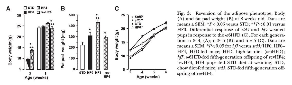 Outdoctrination's tweet photo. Idk if people are ready for the "obesity is passed down from your parents eating seed oils" convo but it needs to be talked about more.

In animals we can see some frightening stuff:

1. Even on the same (high seed oil) bad diet - children become fatter than their parents. 

2. Their children become fatter than they were, and so on. It's a cumulative effect.

3. Animals eating a GOOD diet STILL get fat if their ancestors ate a bad diet.

4. They got AS FAT eating a GOOD diet as their ancestors did eating a bad one.