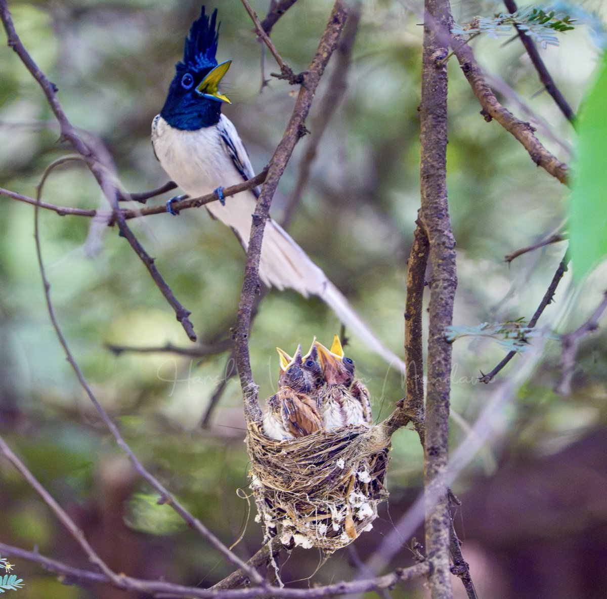 mharshaips's tweet photo. The father and the kids…monsoon birding charms of #DelhiNCR
#IndiAves #Birding #birdphotography https://t.co/JvivWtn6sY