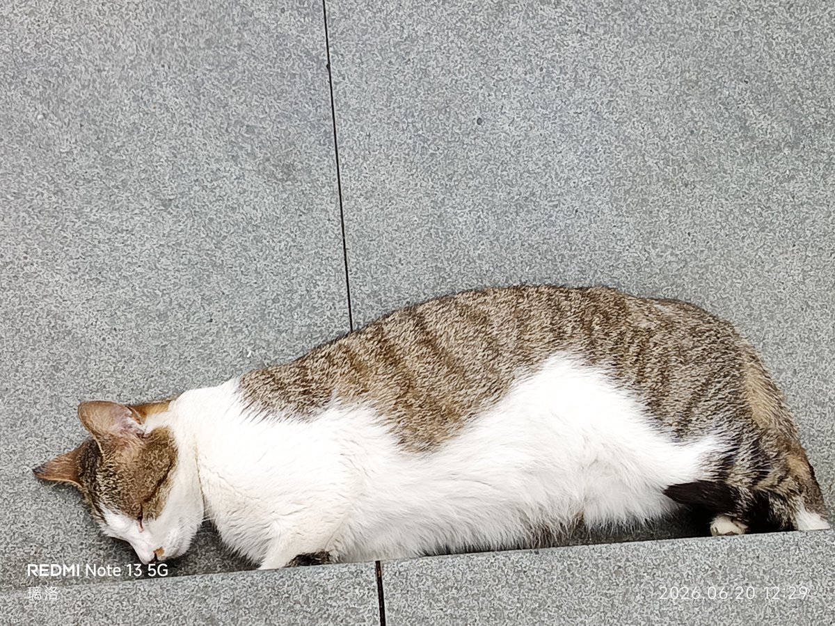 arieryn's tweet photo. 猫咪 https://t.co/JjATrtw7PW