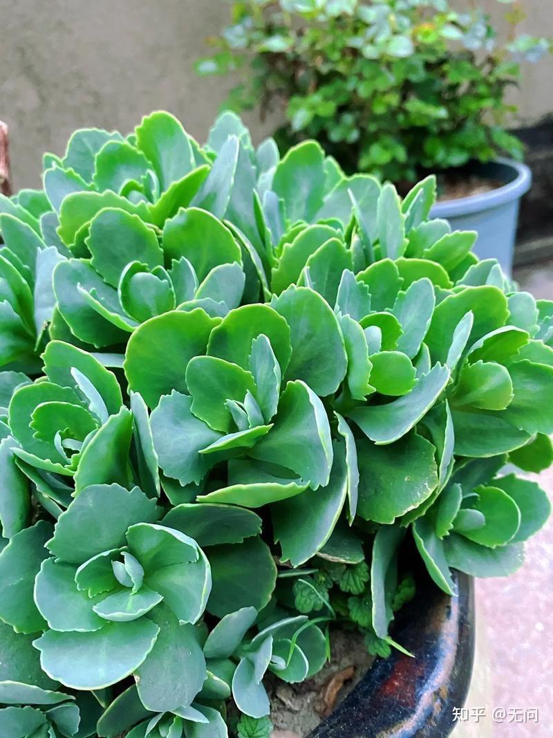 yasharr7's tweet photo. [Just stared at the office plant for 10 mins—total work win. ]， https://t.co/Iiz2BRCUB4