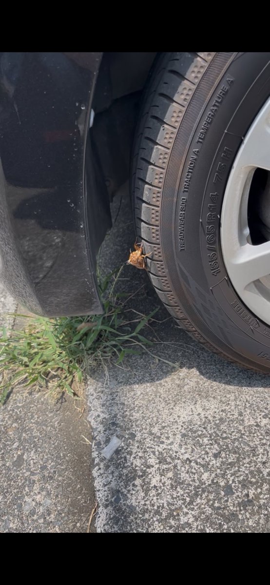 yoko19961's tweet photo. あっ、そうそう、帰宅したら、車のタイヤにも。ここで羽化？ https://t.co/Us1H6JXKpc