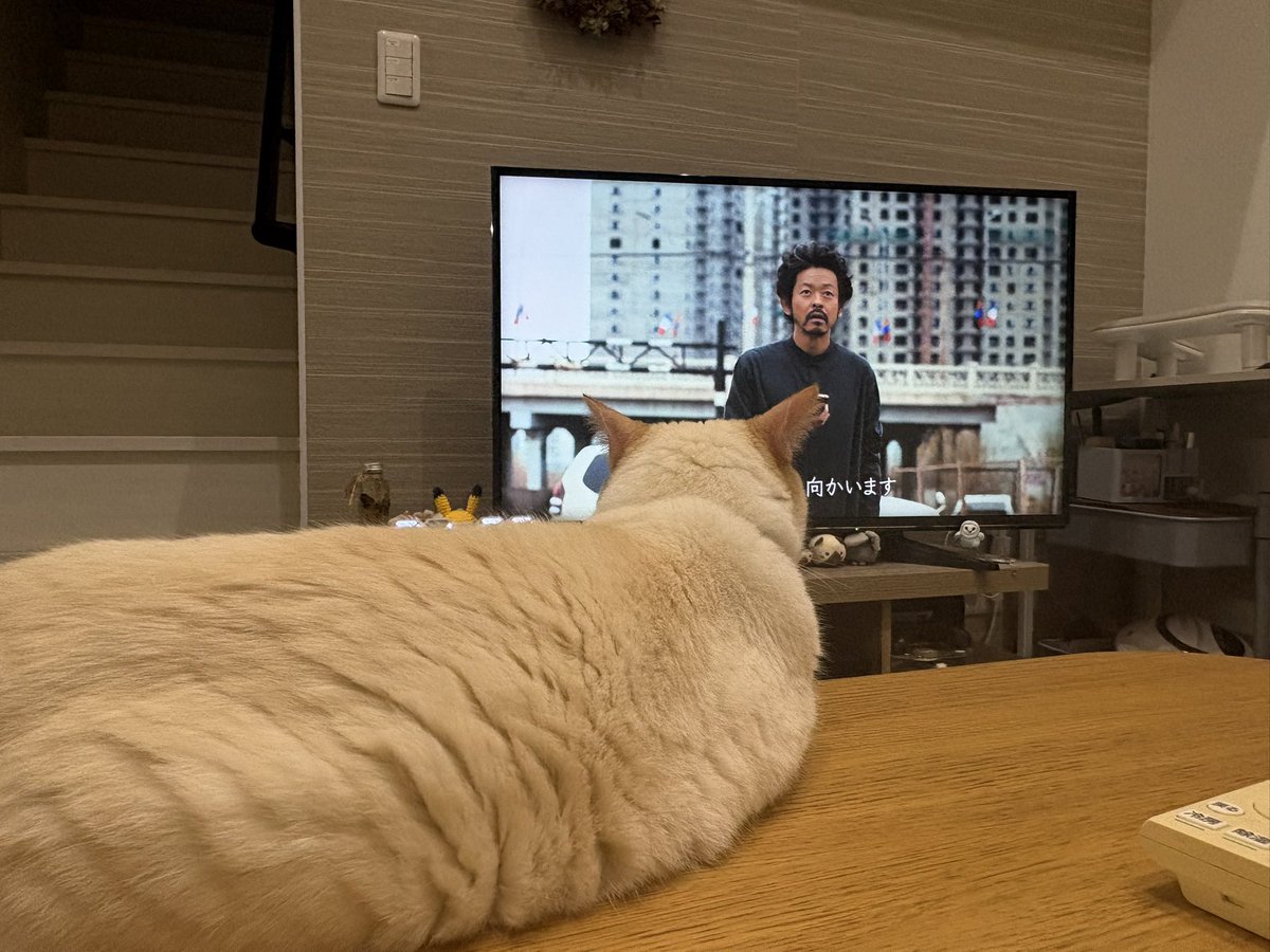 azuhom's tweet photo. ﾋﾞｳﾞｧﾝねこ https://t.co/RelEvtqkHT