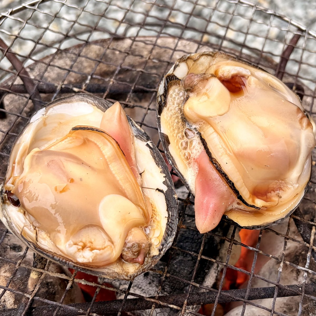 nonstop_tail's tweet photo. 庭で炭を起こして、家族とたわいない話をしながらゆっくり酒を呑む。一番贅沢かもしれない。#仙台帰省 #七輪 https://t.co/wNAjElrCw7