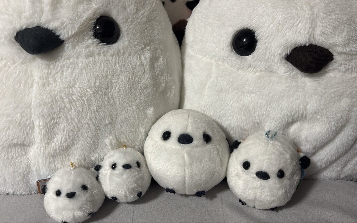 qurage829's tweet photo. 置く場所ないからもうお迎えしないよ！って言ったのに、今日彼女がいっきに3匹連れてきた。
めっちゃかわいい…ありがとお🫶
 #しまえなが 
 #セクマイカップルさんと繋がりたい 
 #セクマイカップル https://t.co/wFeGLzreEE