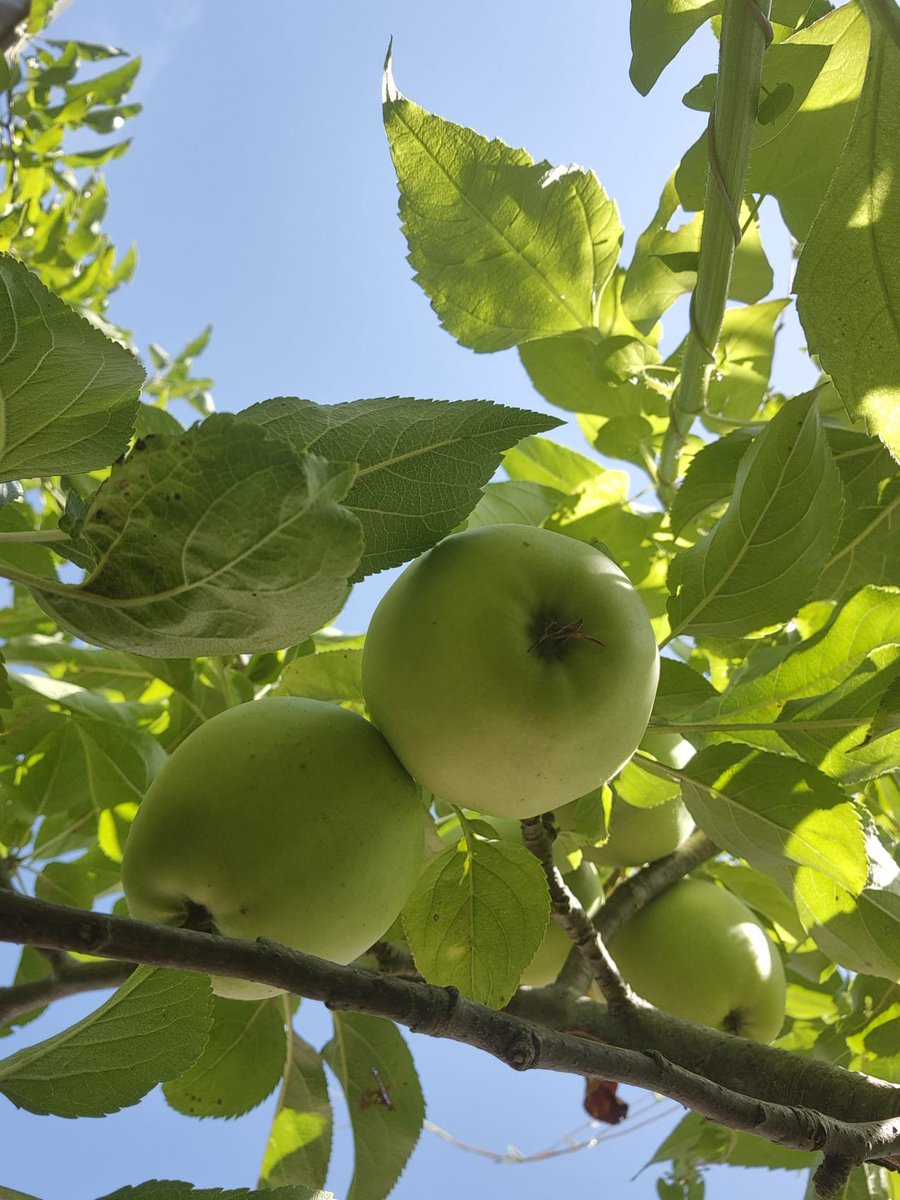 nianl123's tweet photo. Deze foto’s heb ik zelf gemaakt. 📸🌿
Nu ben ik benieuwd naar die van jou!
Laat je mooiste zelfgemaakte foto zien. ❤️ https://t.co/DRXkHj1Ej2