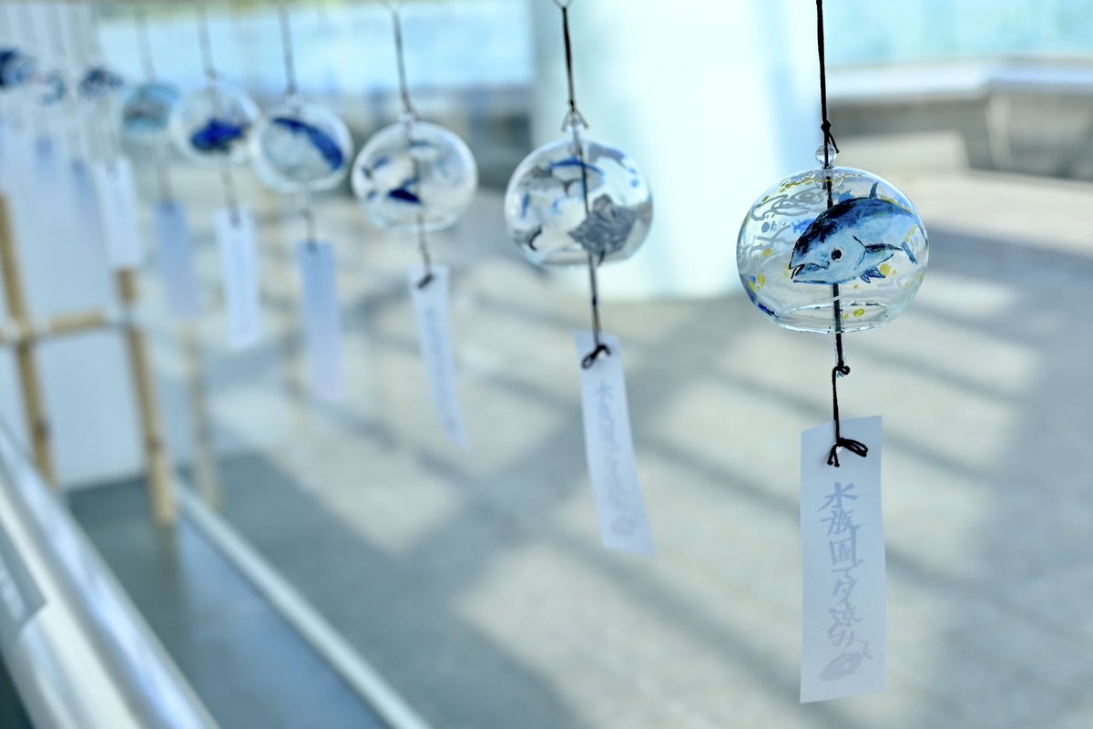 ranetyan's tweet photo. 夏の葛西臨海水族館
#写真好きな人と繋がりたい #私とニコンで見た世界 #ファインダー越しの私の世界 #photography #nikon #nikonz5 https://t.co/lhqkjnZKyx