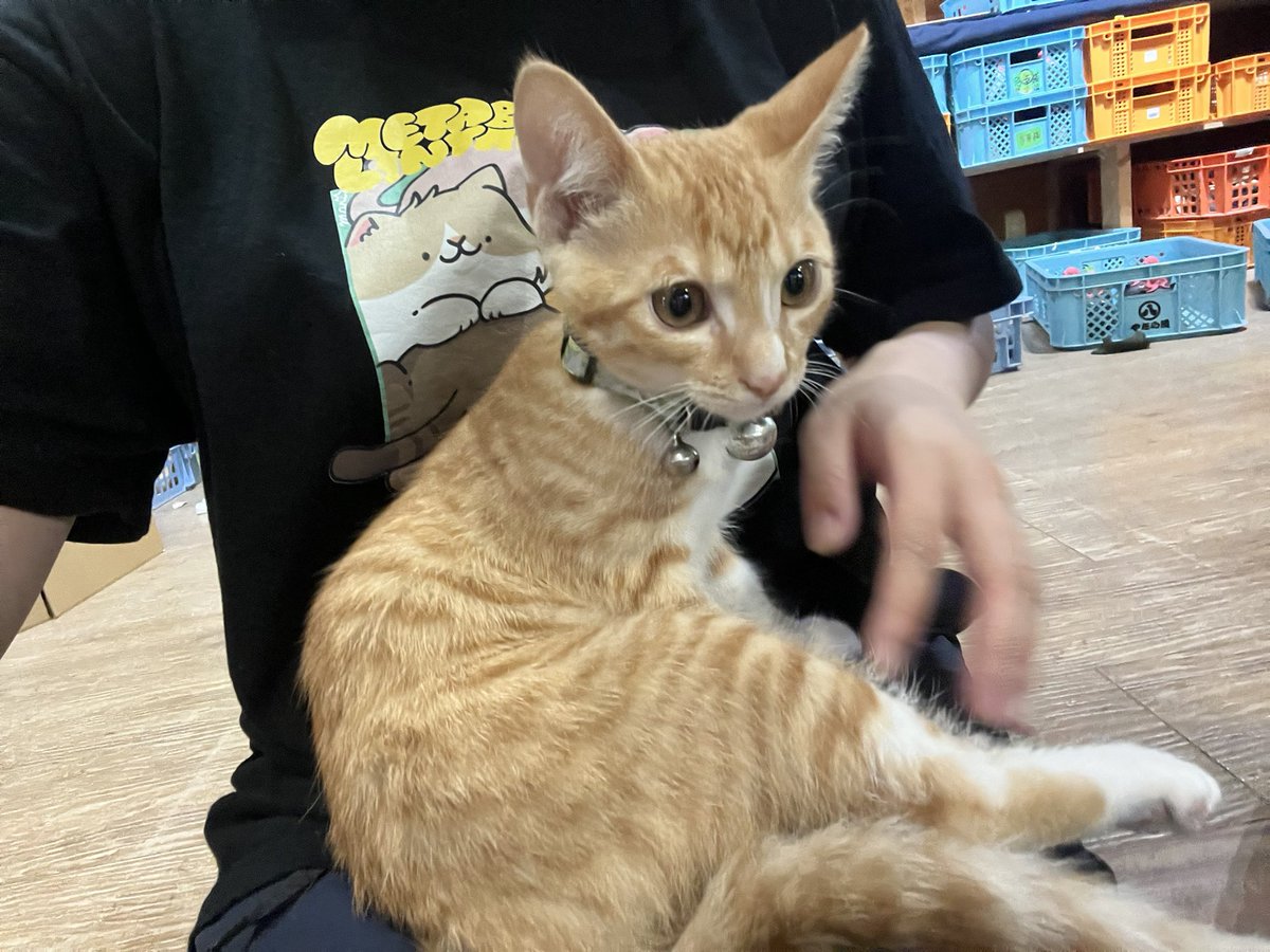 densuke_0526's tweet photo. 帰省がてらいつか行きたいと思ってた布施猫さんの工房やっと行けた〜‼️
同じ山形でも地方が違うから車で2時間🤣
見たことない作品もあったし工房見れたし、どん兵衛と八兵衛可愛すぎたぁ🥰🥰

#布施猫笑店 https://t.co/1KtAjXNTiG