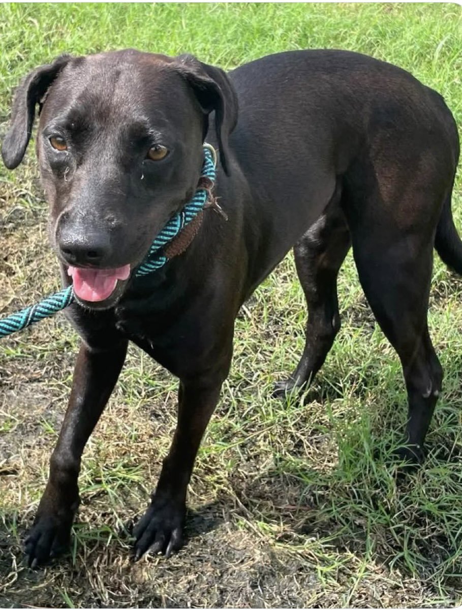 LisaBrabson's tweet photo. BLACKIE #A378870 3yo
Adorable little black bundle of love BLACKIE 🖤 
Could b KILLED any moment by #CorpusChristiACS just because she is BLACK? 
STUPID people think black dogs 🏴are bad luck🤯INSANE 
ADORABLE,extremely loving, gentle  
Plz ⌛️ #Adopt #Foster or #Pledge4Rescue https://t.co/nnV6OBphFA