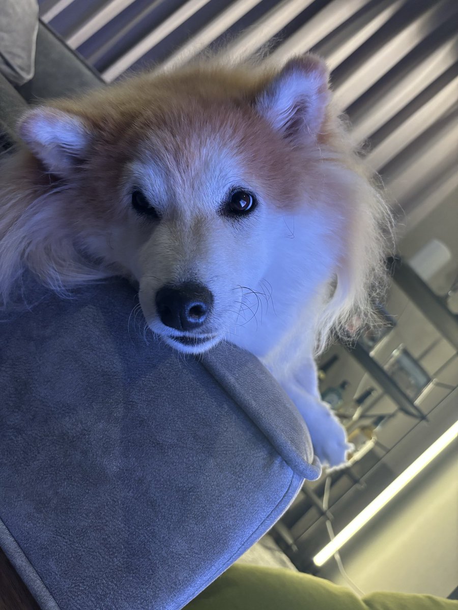 ageagepayapaya's tweet photo. かっ��ええわんわん！と思ってたら鼻水が･:*+.\(( °ω° ))/.:+ｷﾗｷﾗ✨

#柴犬　#あげさん https://t.co/Coxfgr77Xy