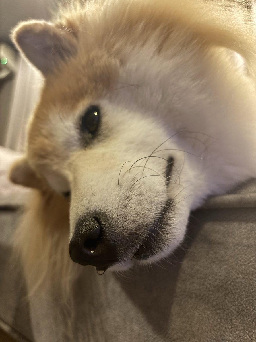 ageagepayapaya's tweet photo. かっ��ええわんわん！と思ってたら鼻水が･:*+.\(( °ω° ))/.:+ｷﾗｷﾗ✨

#柴犬　#あげさん https://t.co/Coxfgr77Xy