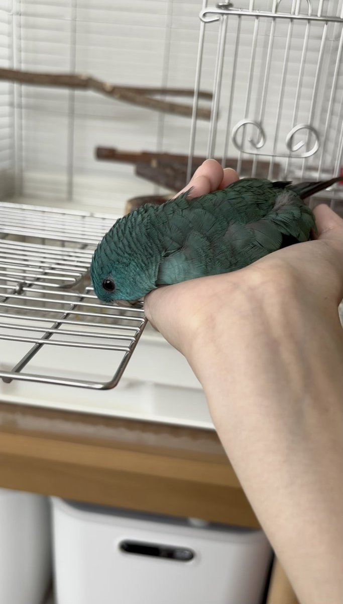rina_pipopo's tweet photo. そして帰宅拒否

#サザナミインコ https://t.co/Hs23xGbm2V