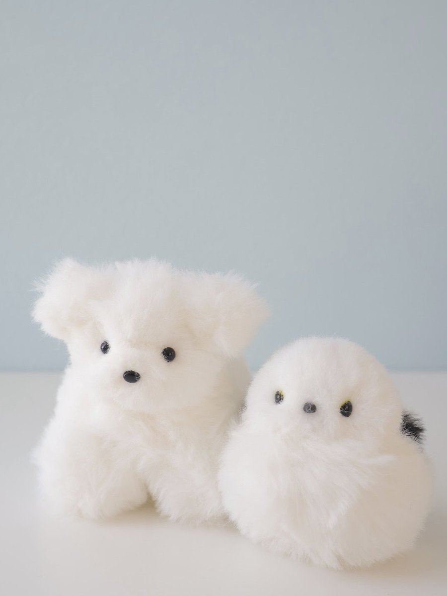 shiroi_maruii's tweet photo. ほわほわちゃん❄️🐾 https://t.co/iB4AoYD7en