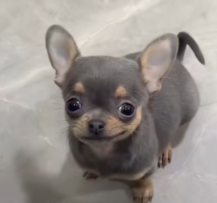 ilysmyungz's tweet photo. myungie looks like this to me i cant such a cutie https://t.co/s3ZuZGMXyH