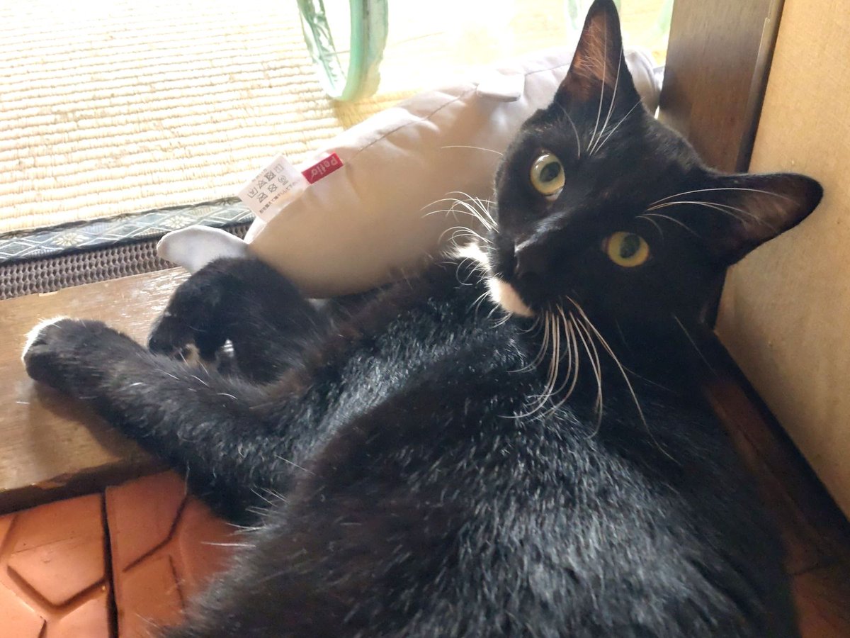 jp_sight's tweet photo. This is Keira. He needs your help. 🐈‍⬛❤️

Keira is a young rescue cat living in Japan.
He is curious, playful, and loves spending every day with his brother, Lime.
Looking at him, you might never guess that he was born with a serious heart defect — an 8.9 mm atrial septal defect (ASD).

His open-heart surgery is scheduled for August 16.

We are raising funds to help cover the cost of his surgery and medical care.

If you can help Keira, even a small donation would mean so much to us.
 And if you can't donate, please repost. A share may help Keira reach someone who can.

🔗 https://t.co/VoiFRlcwqI
Donations are currently accepted via PayPal.

Thank you for giving Keira a chance. 🖤

#RescueCat #CatsOfX #SaveKeira